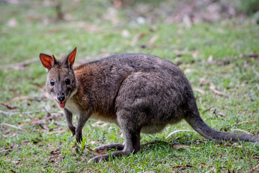 wallaby turns with its mouth open