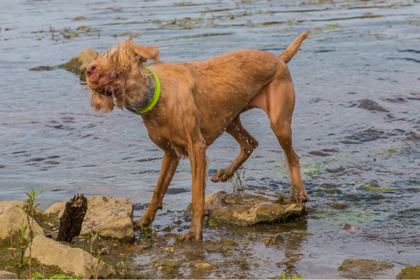 Wirehaired Vizsla