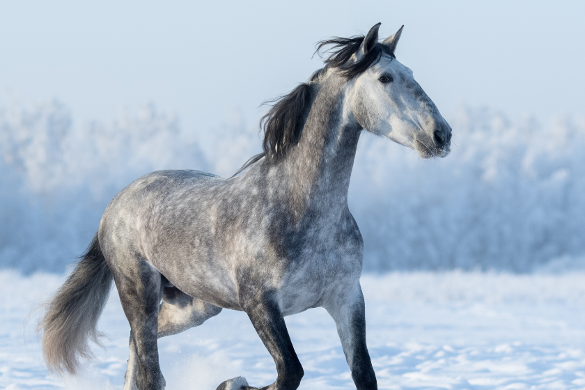 Andalusian horse in field