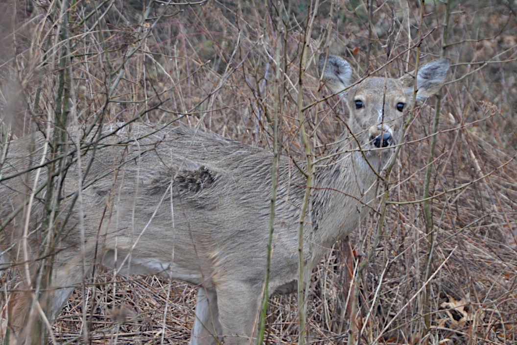 Antlerless Tags Season