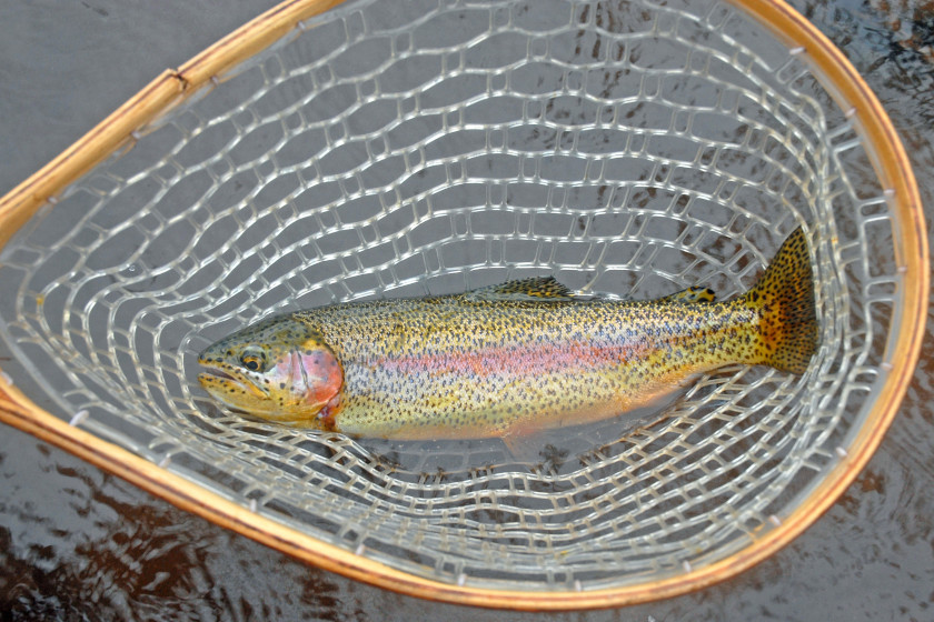 Best Colorado Trout Fishing