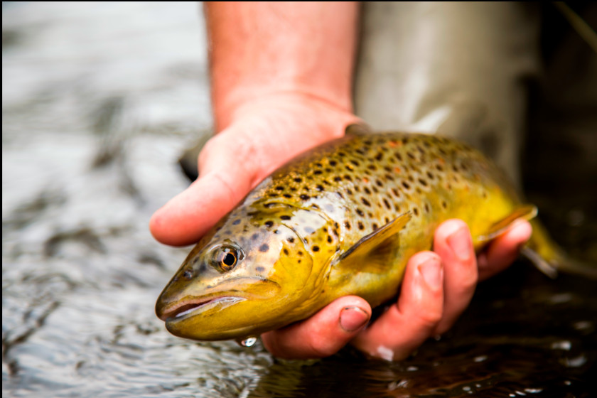 Best Colorado Trout Fishing