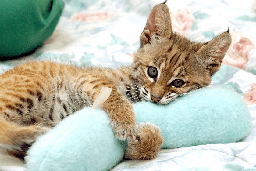 bobcat cuddles pillow