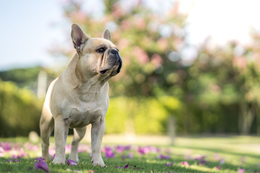 French bulldog outside