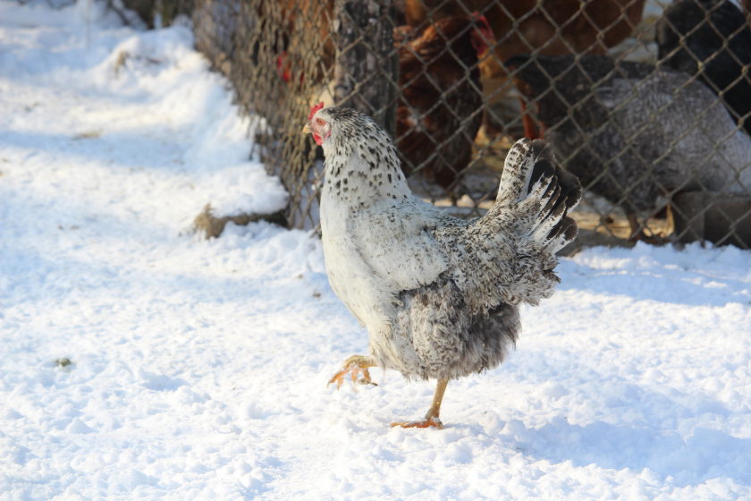 chickens in snow