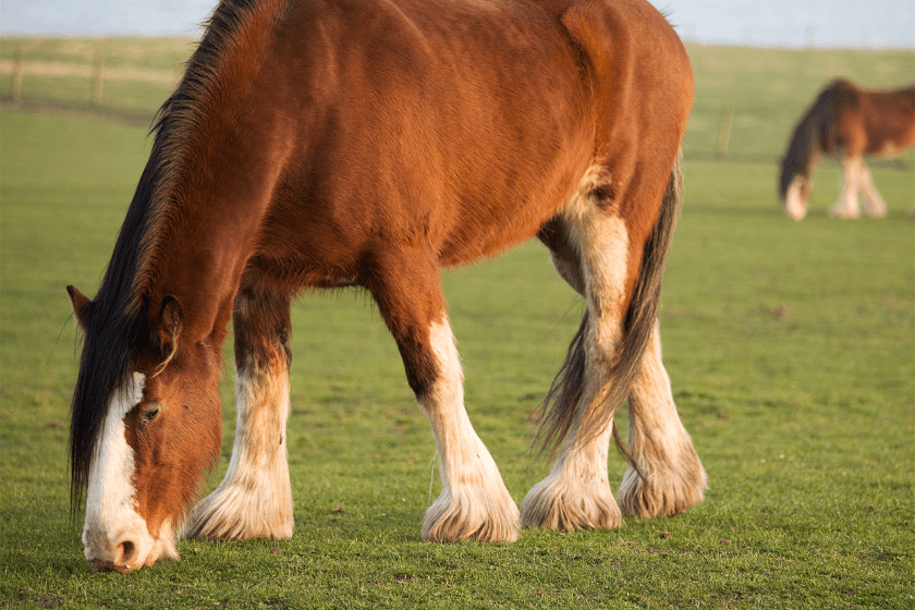 Clydesdale horse grazing