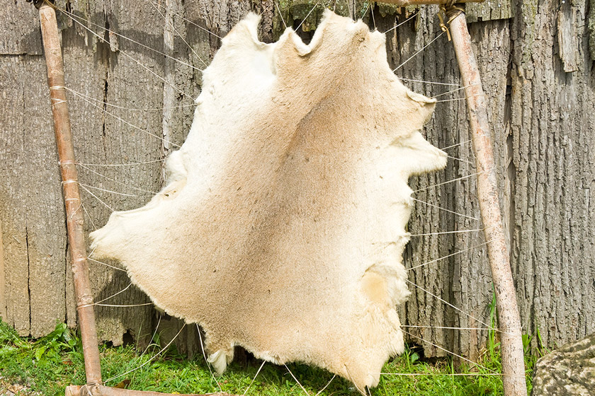 tanning a deer hide