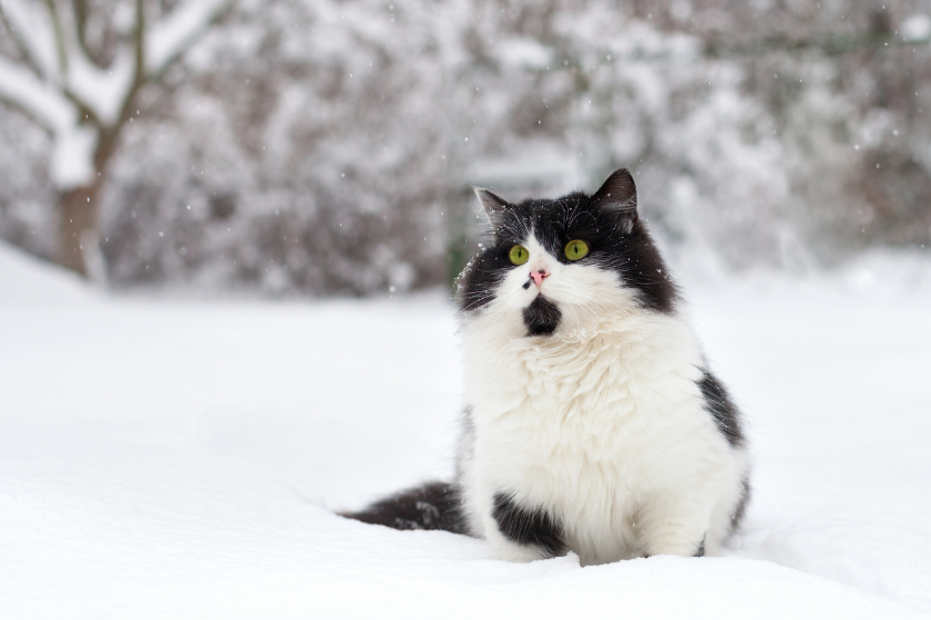 do cats like snow