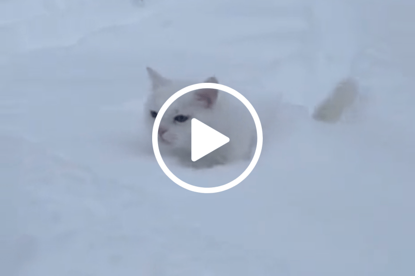 Do Cats Like Snow? How Furry Felines Assess Winter Conditions Wide