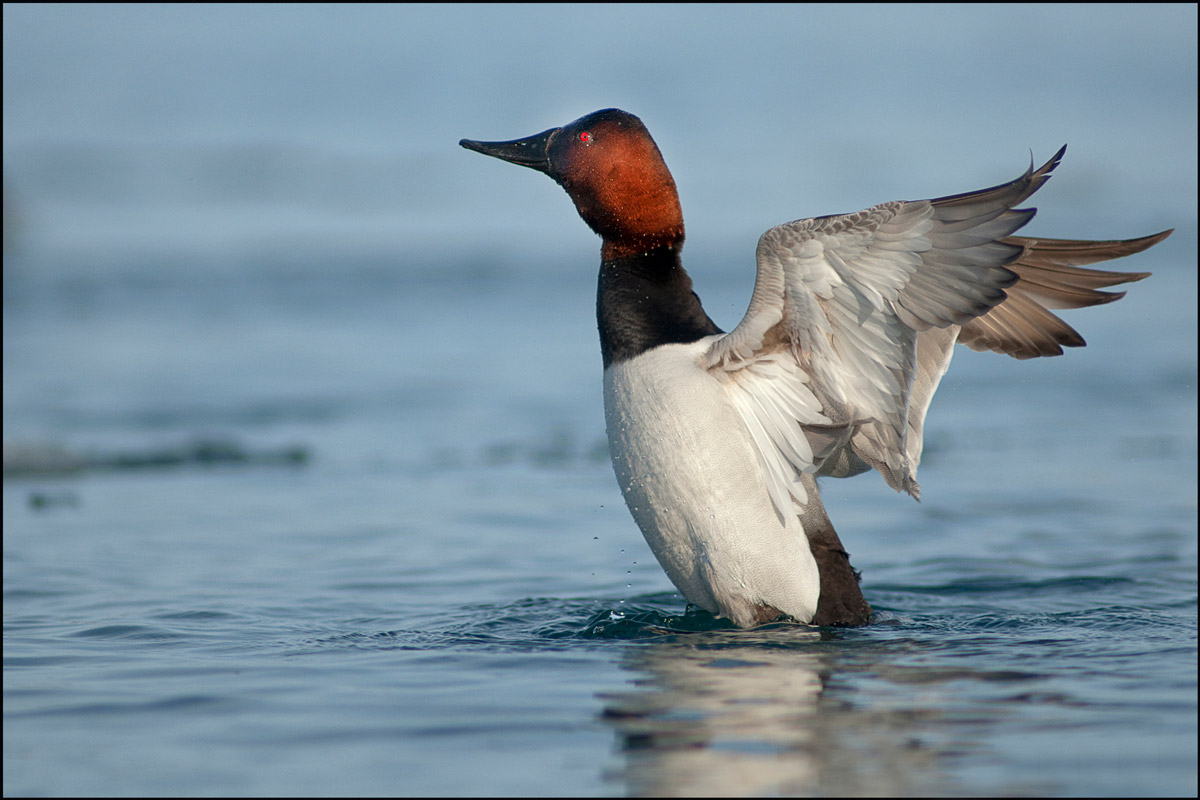 canvasback duck