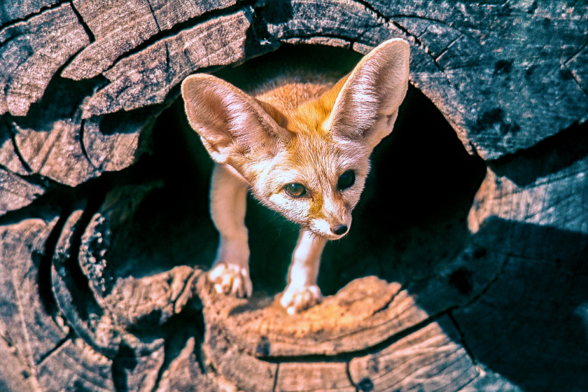 fennec fox pokes head out of a tree stump