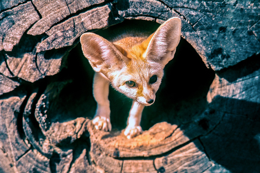 fennec fox