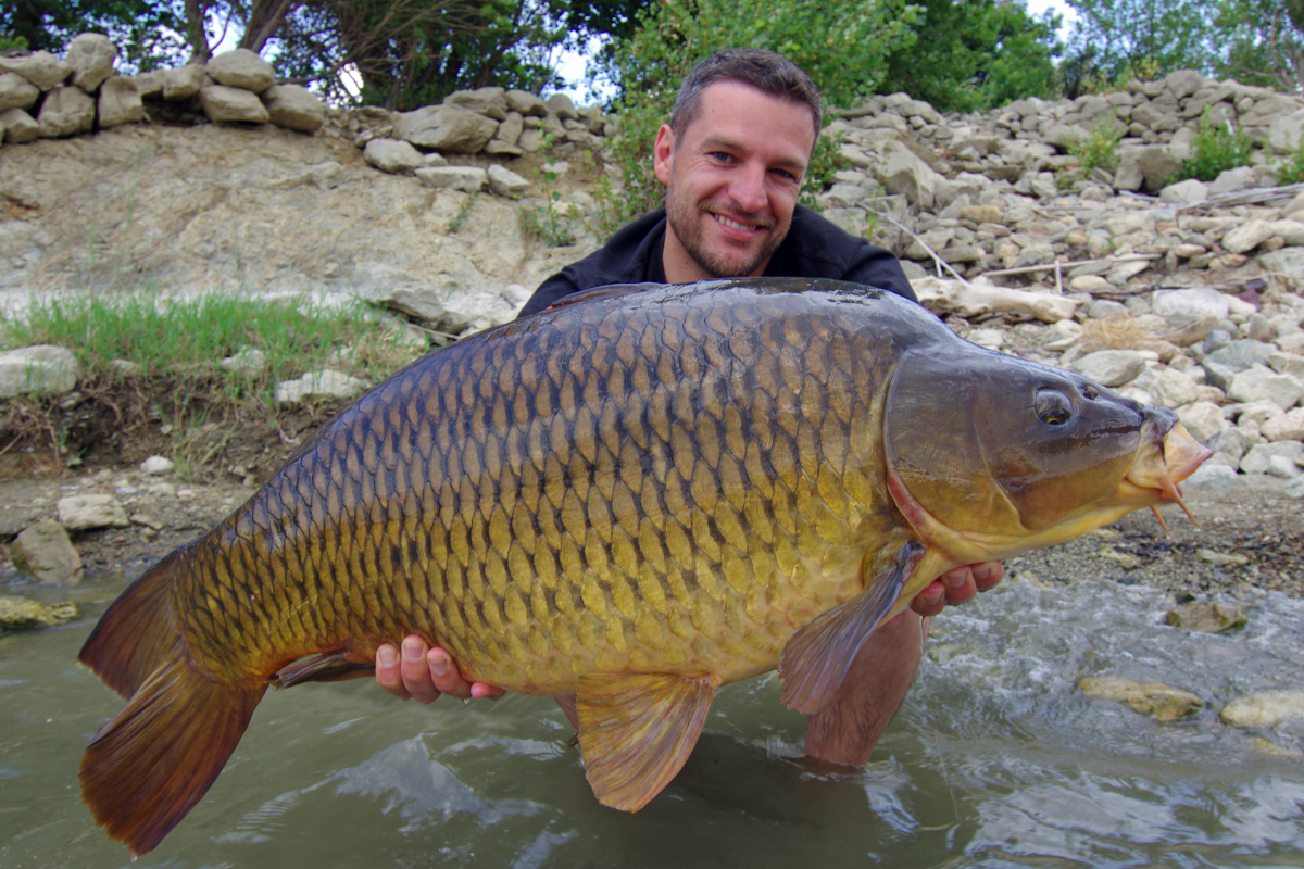 Angler holding a common carp.