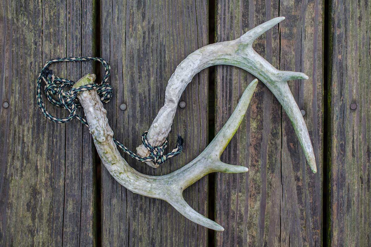 Antler Rattling