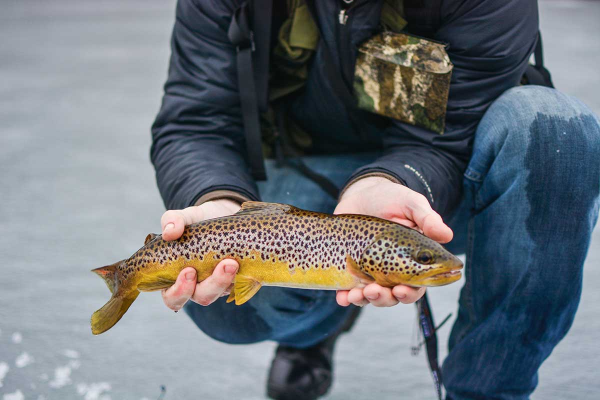 Top Species Caught While Ice Fishing