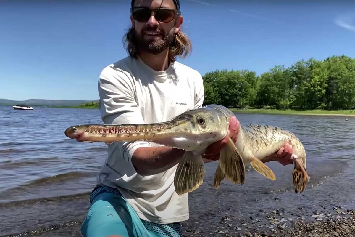 Longnose Gar