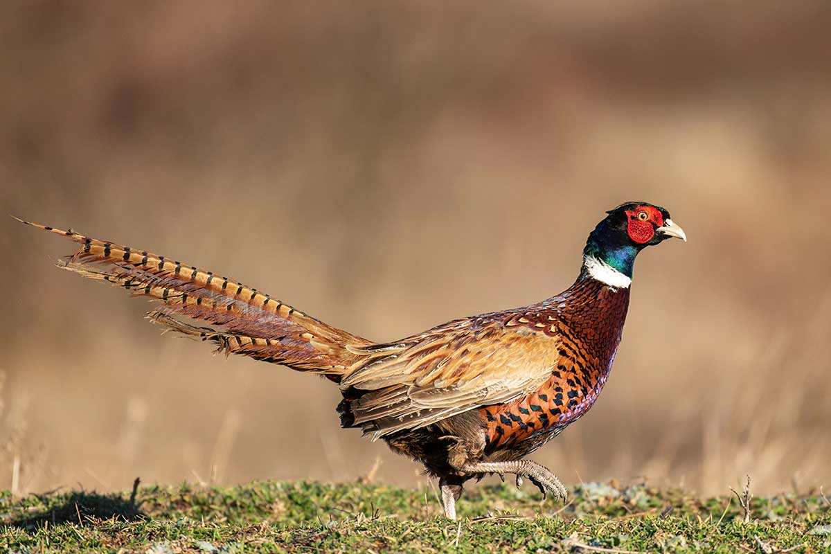 Ring-Necked Pheasant: Game Bird Profile - Gun Dog