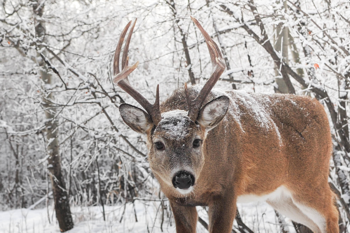 Game Animals in Winter