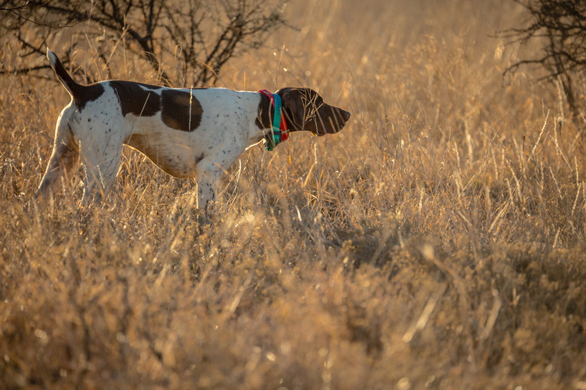 texas hunting license