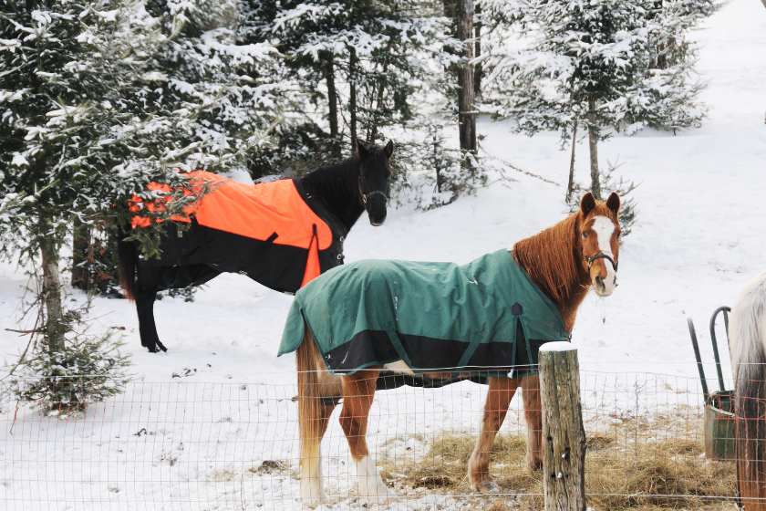 how cold can horses tolerate