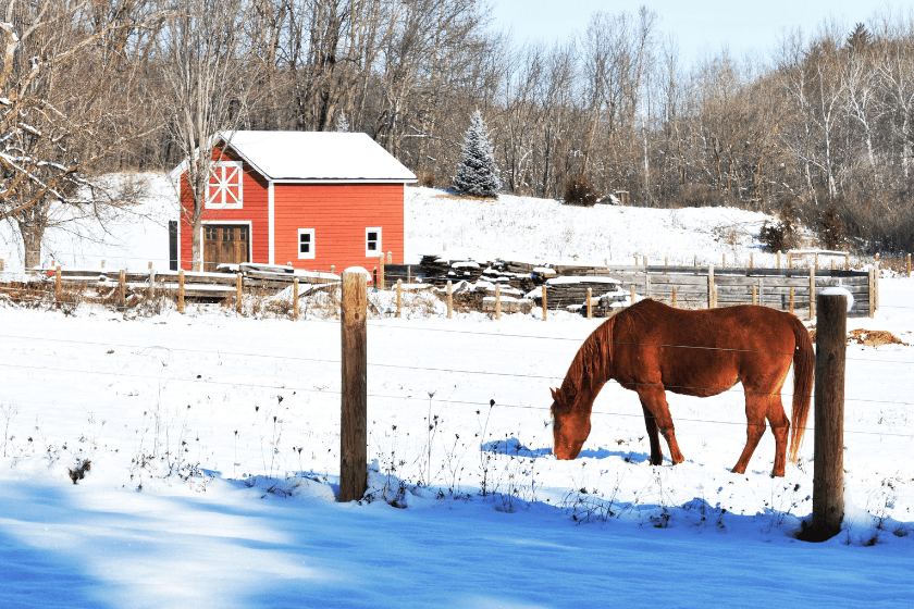 how cold can horses tolerate