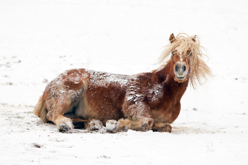 how cold can horses tolerate