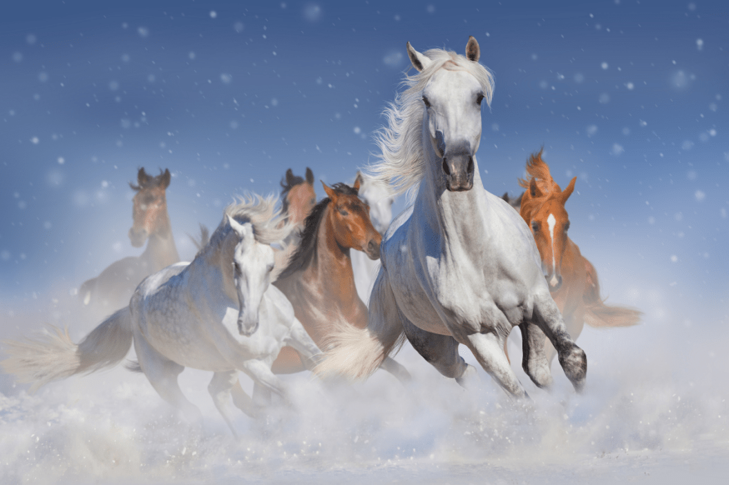 As Winter Storms Approach, How Much Cold Can Horses Tolerate? Wide