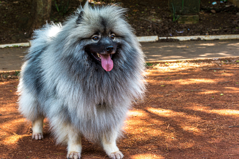 Keeshond naughtiest dog breed