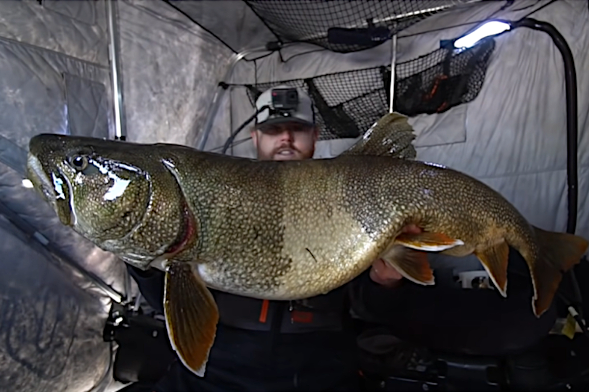 Lake Trout