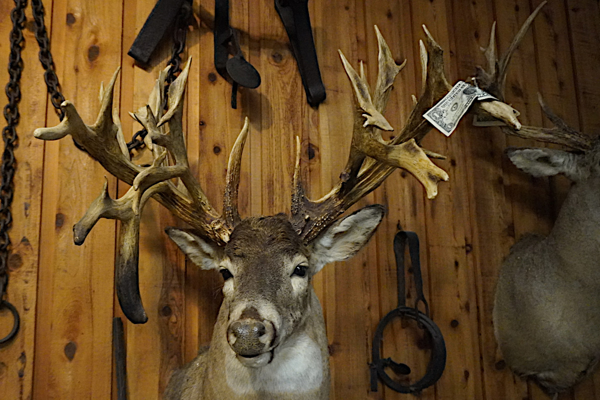 Minnesota Monarch Buck