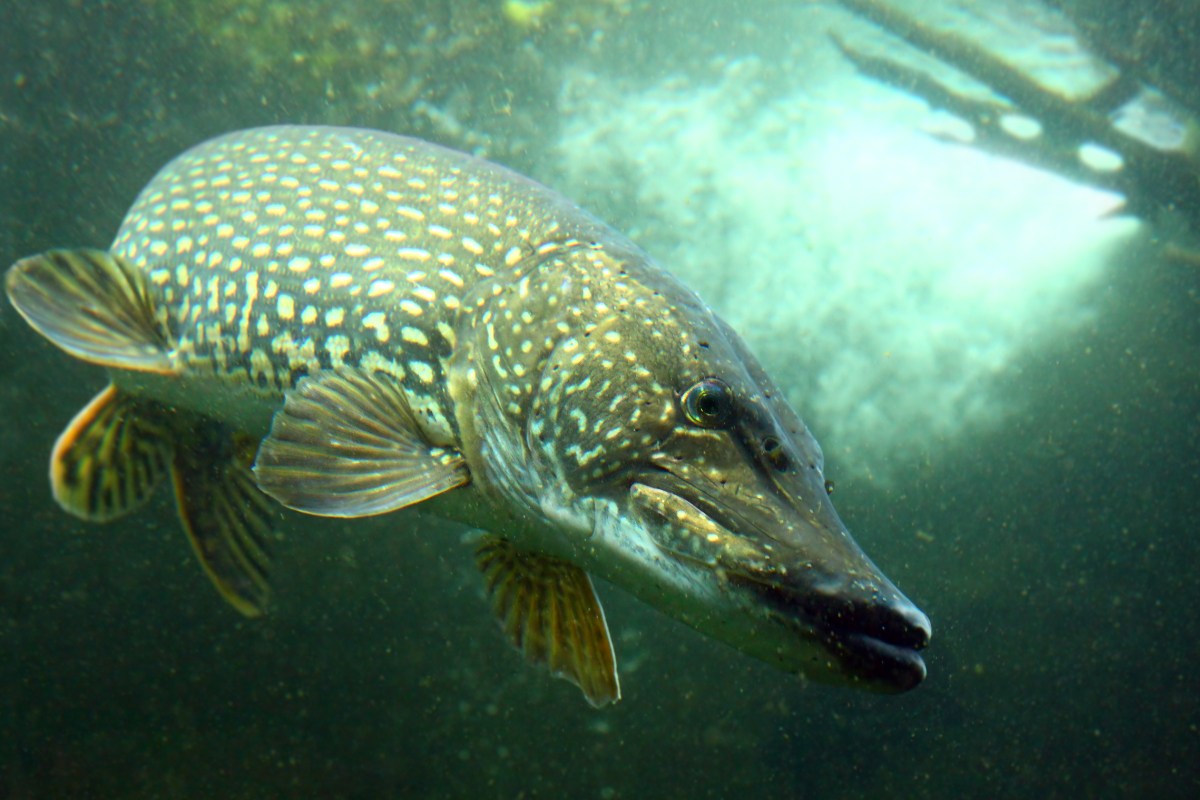 Pike Def Northern Pike: Profiling the Ferocious and Aggressive Water Wolf - Wide ...