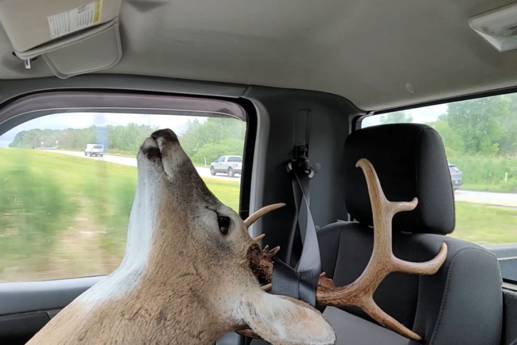 Moving a taxidermy deer mount.
