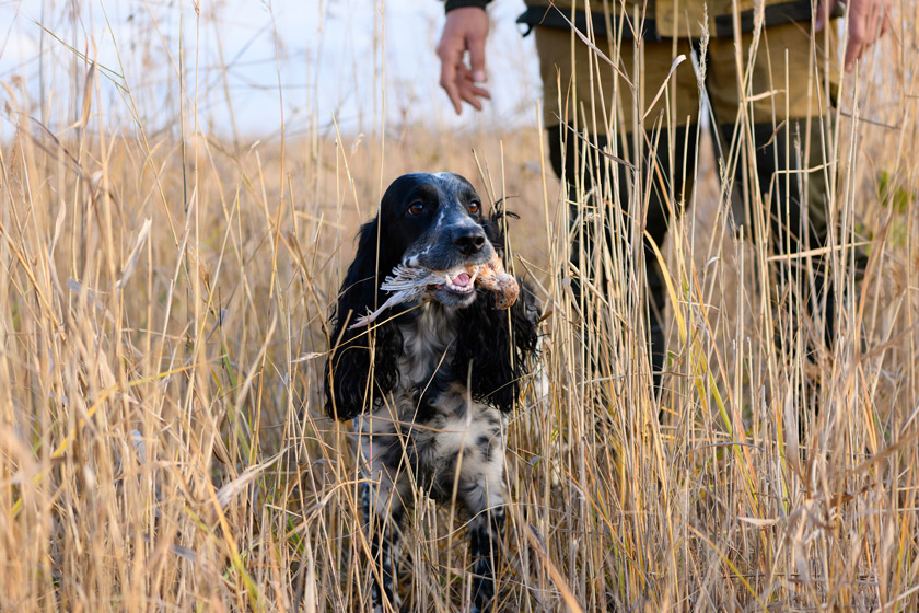 quail hunting