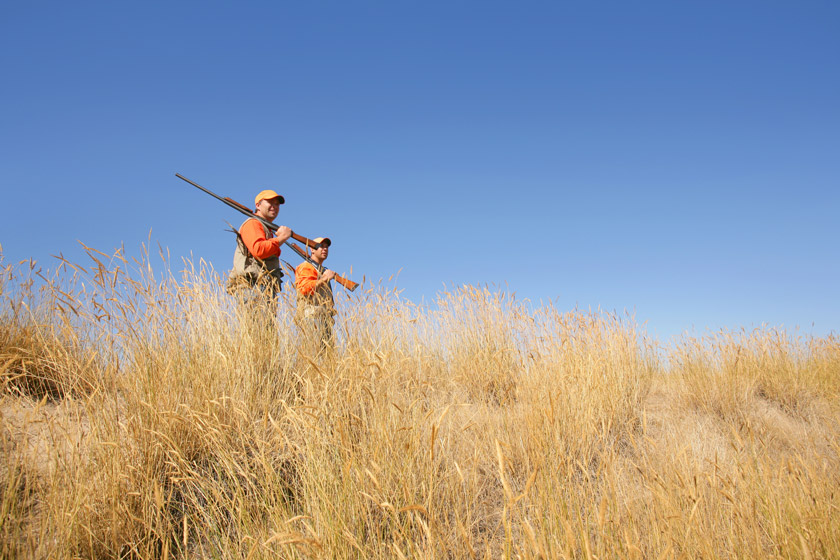 quail hunting