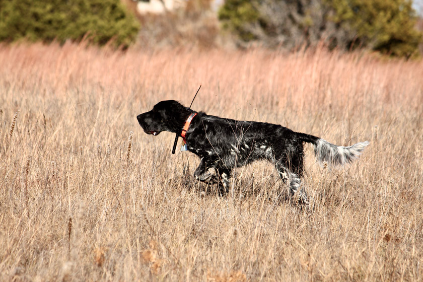 quail hunting