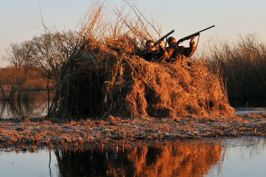 Two duck hunters shooting out of a blind.