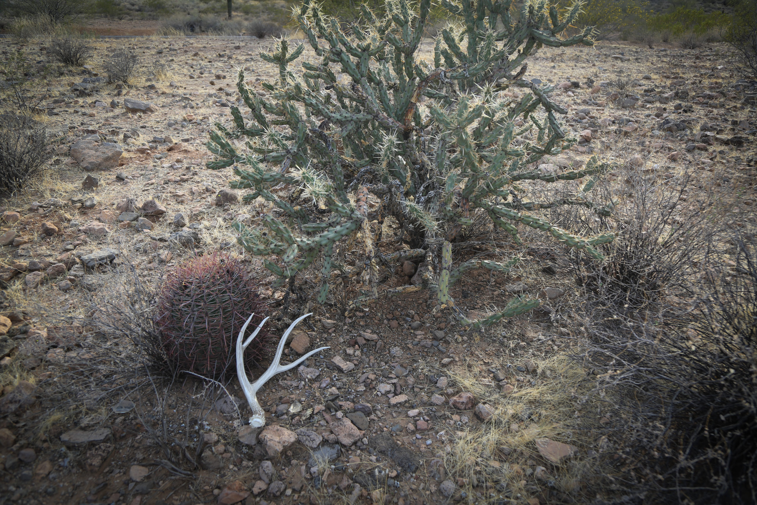 Shed Hunting