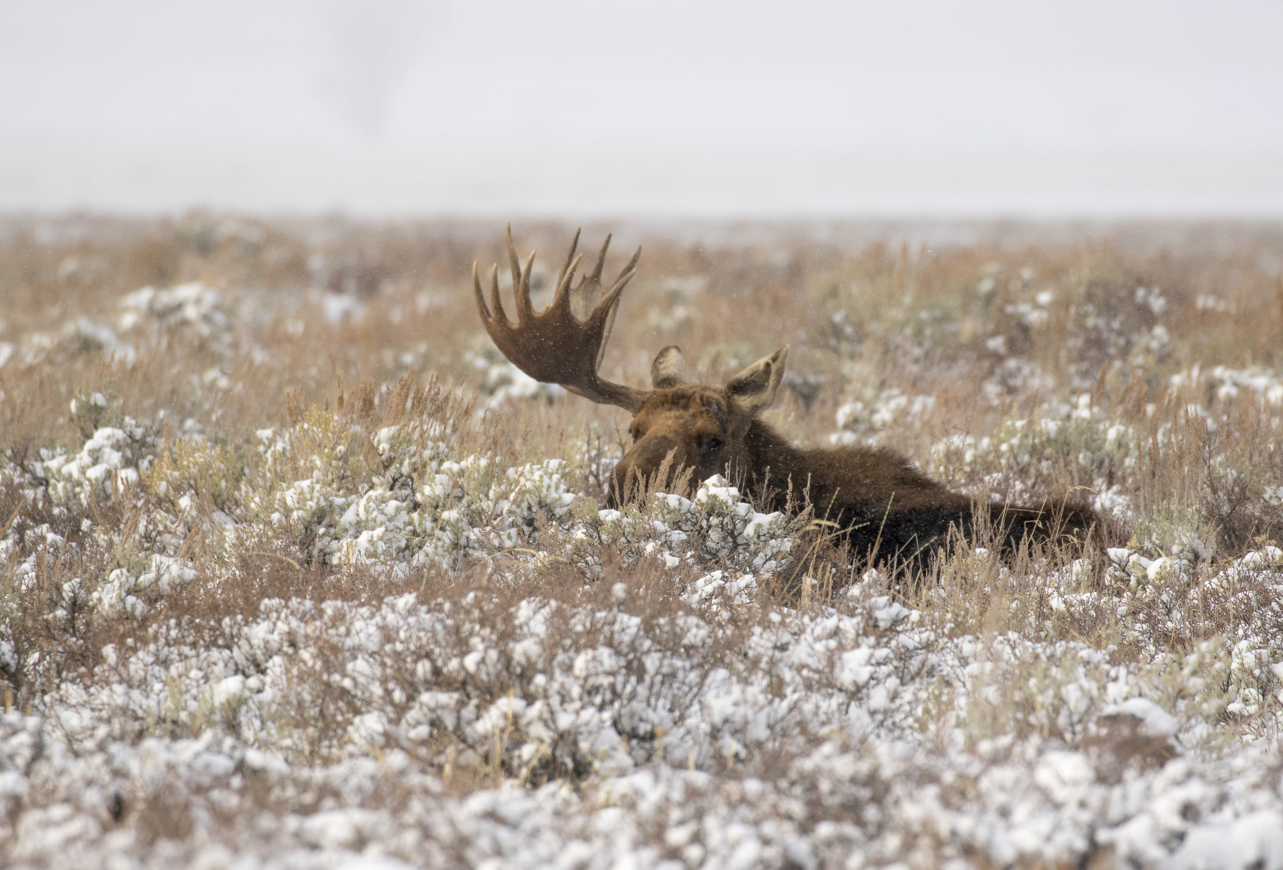 Shed Hunting