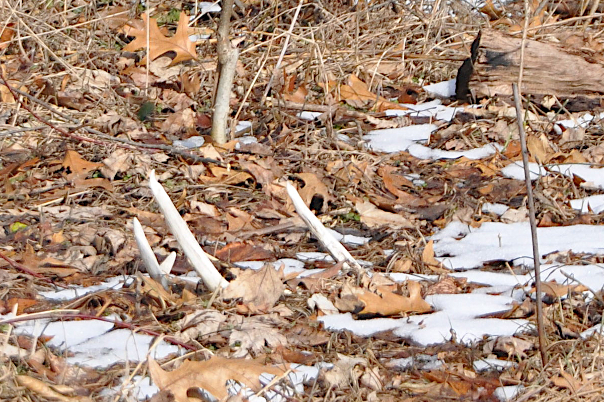 Shed Hunting