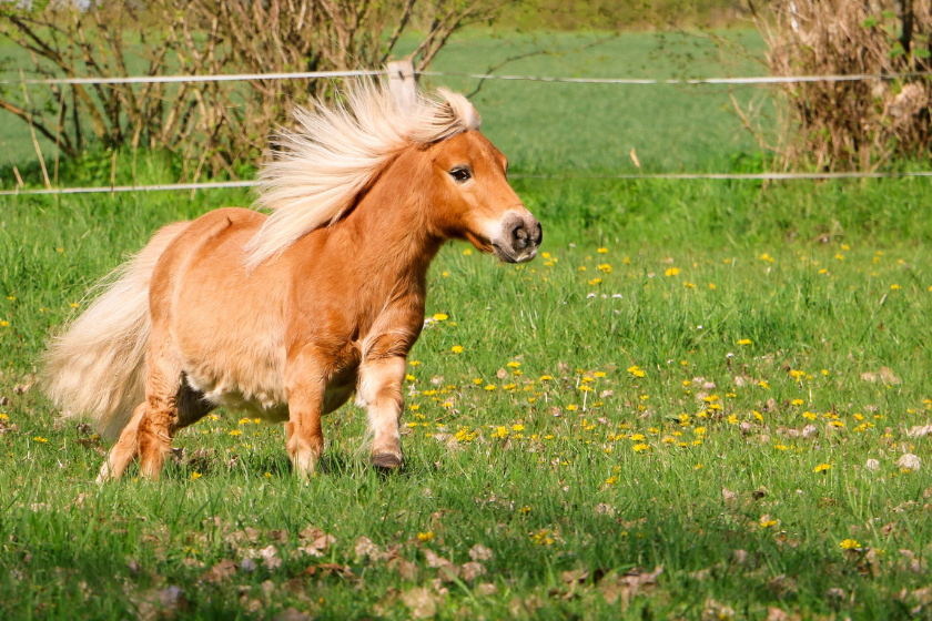 Shetland pony in field