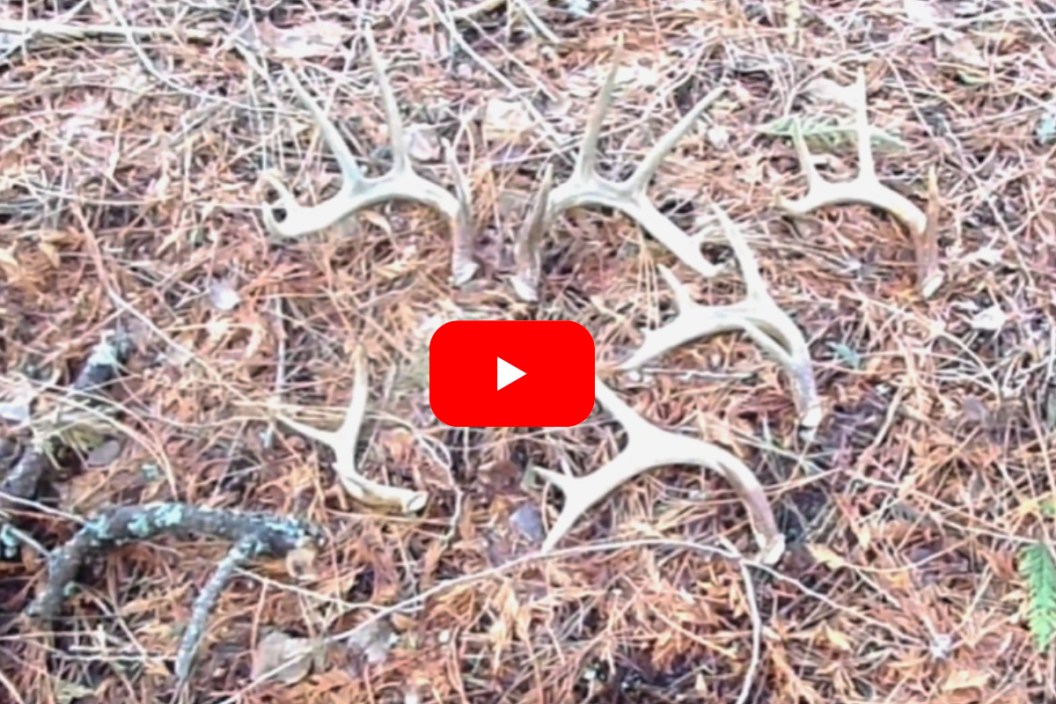 Six Shed Antlers