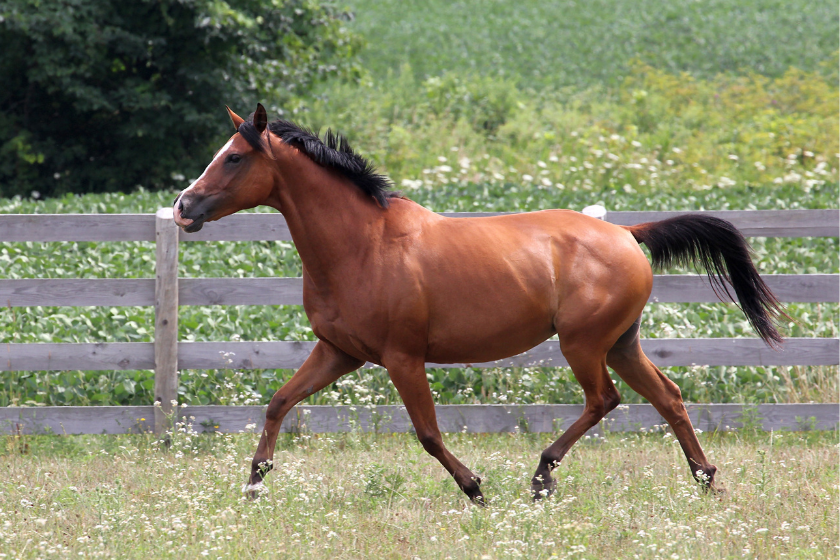 Standardbred horse running