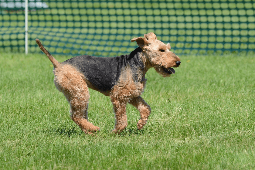welsh terrier running through the grass