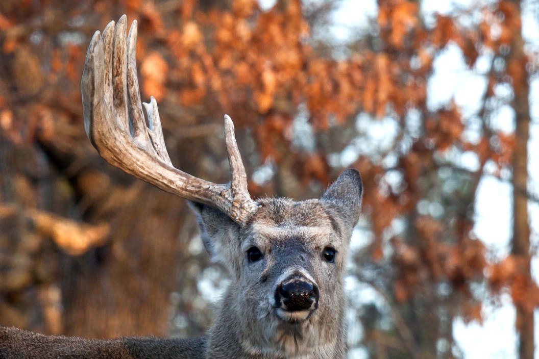 Michigan State University Documents Antler Growth Of Two Bucks From michigan-state-university-documents-antler-growth-of-two-bucks-from