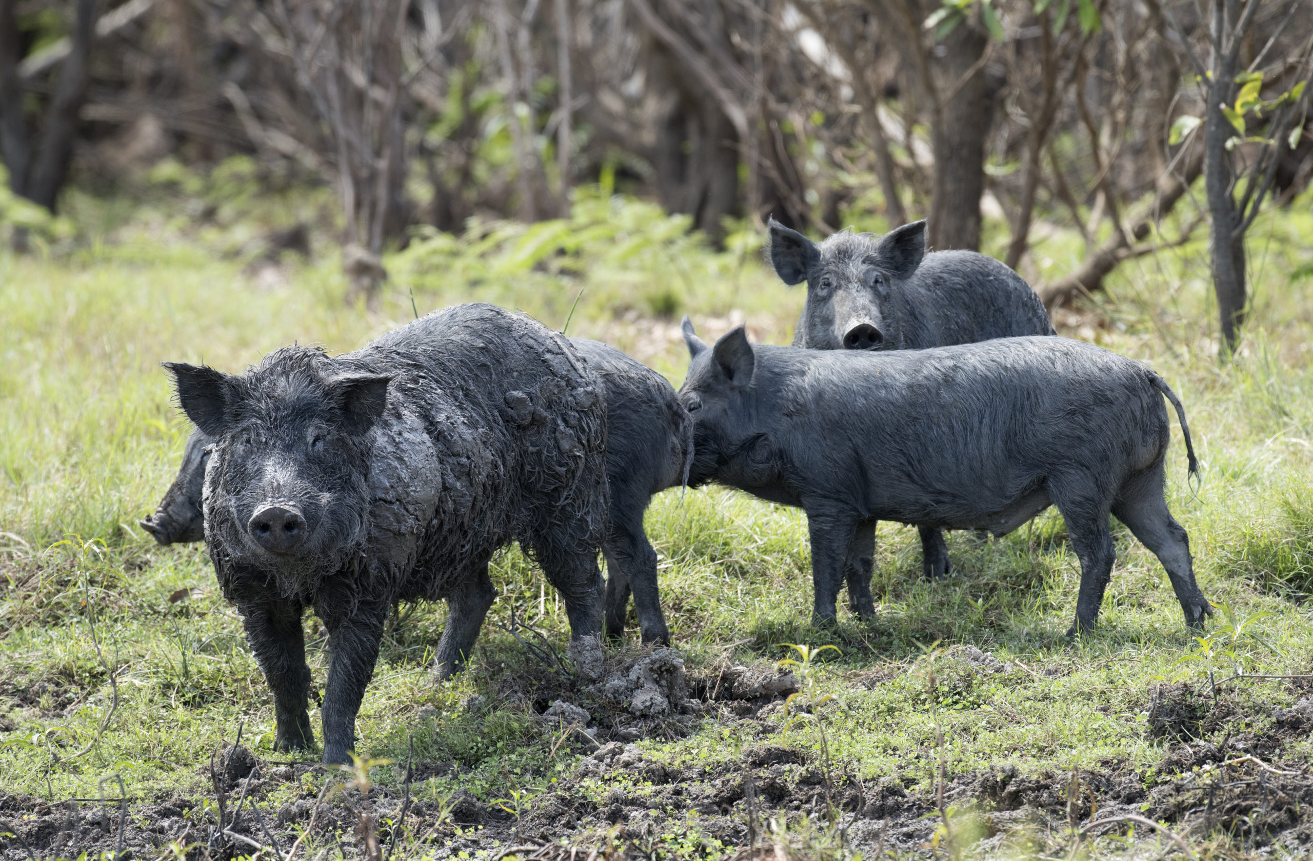 Where Did Feral Hogs Come From