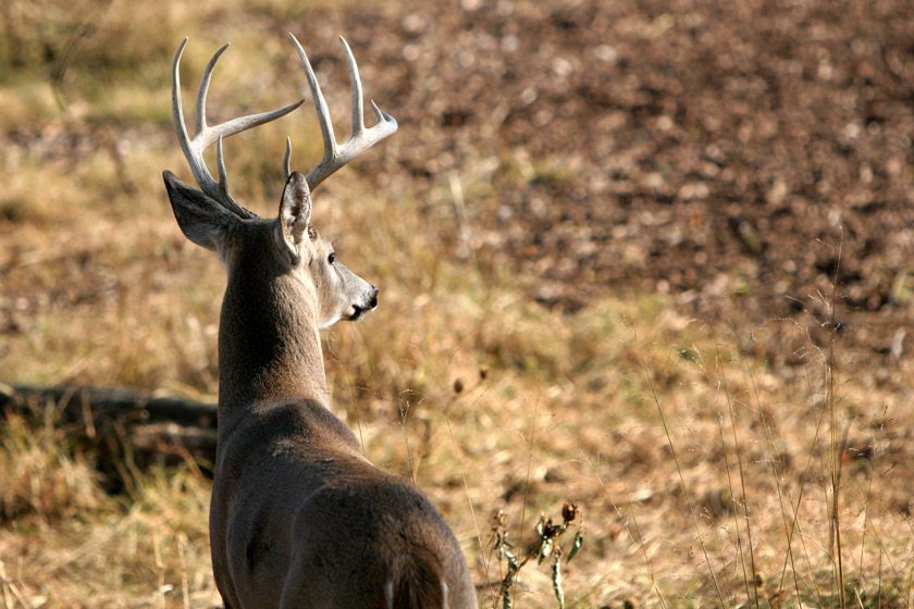 best deer hunting times