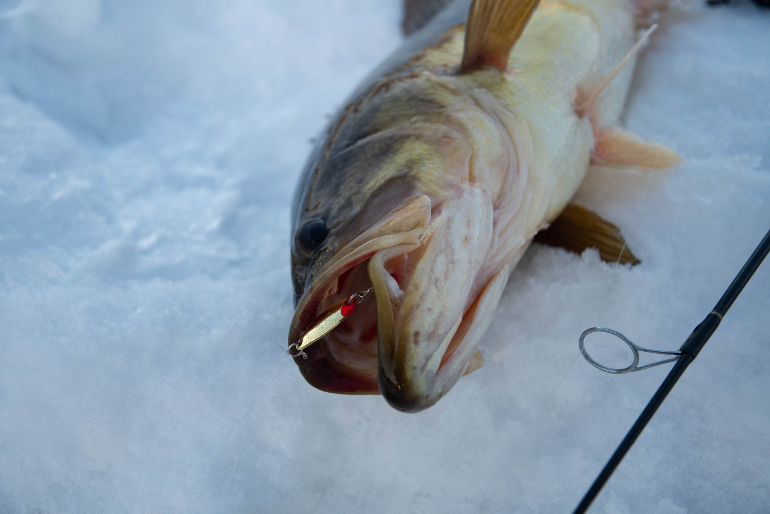 Winter Bass Fishing