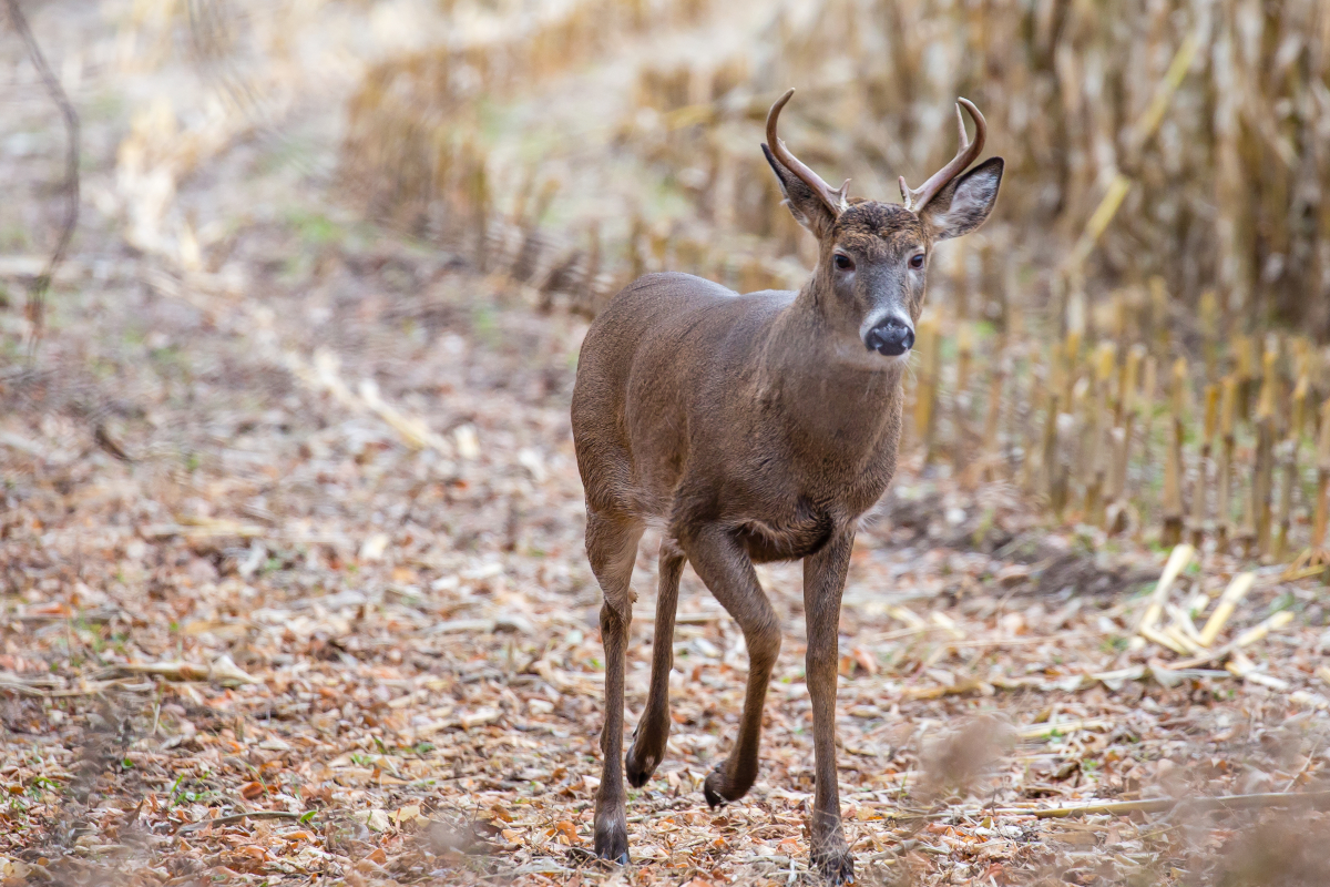 Wisconsin Deer Harvest Numbers