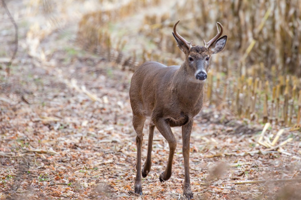 Wisconsin Deer Harvest Numbers