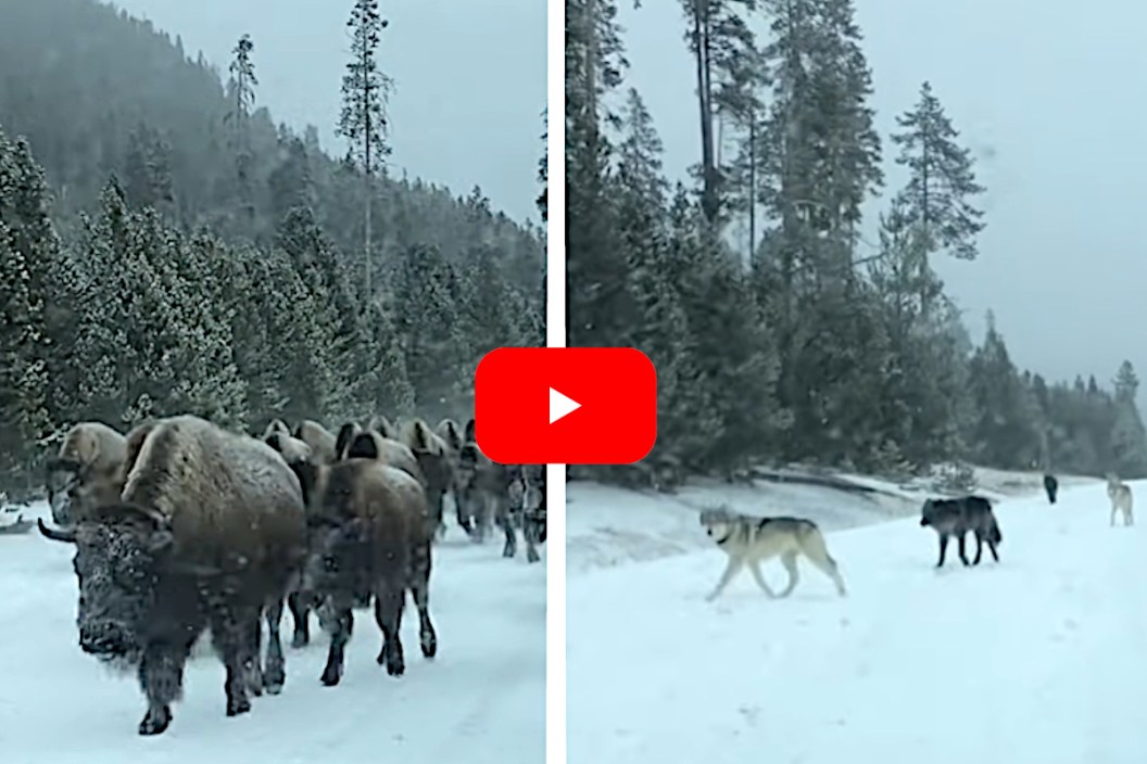 Wolves Harass Bison Herd